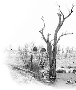 Winter Tree